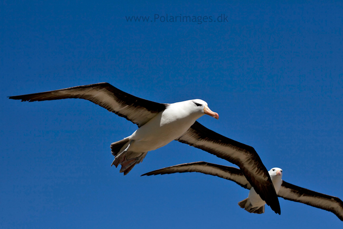 Black-browed albatross, West Point Island_MG_2631