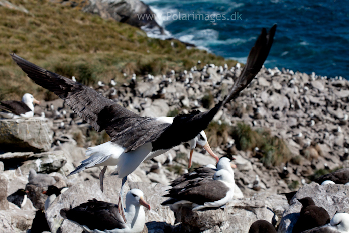 Black-browed albatross, West Point Island_MG_2636