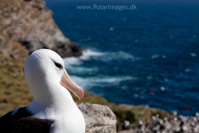 Black-browed albatross, West Point Island_MG_2658