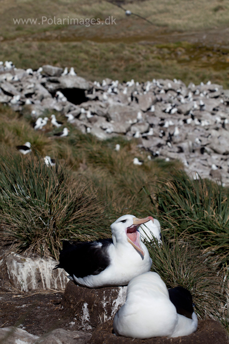 Black-browed albatross, West Point Island_MG_2670