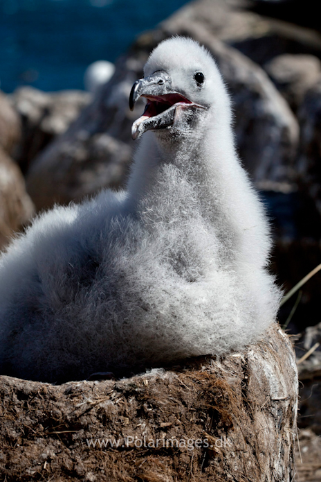Black-browed albatross chick, West Point Island_MG_2653