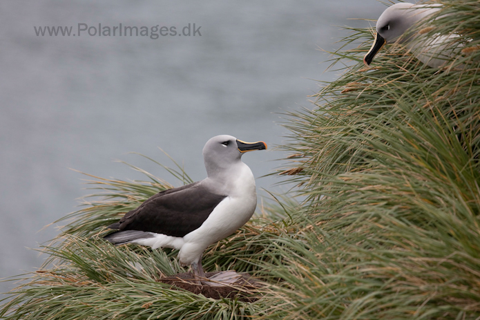 Grey-headed albatross, Elsehul, South Georgia_MG_3191