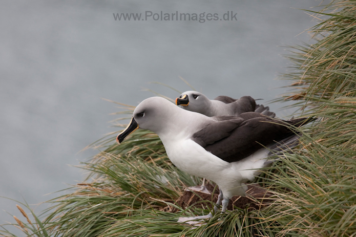 Grey-headed albatross, Elsehul, South Georgia_MG_3198