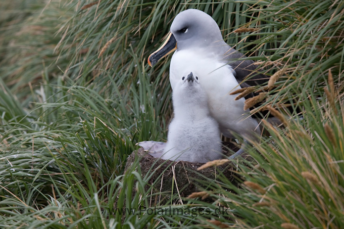Grey-headed albatross, Elsehul, South Georgia_MG_3203