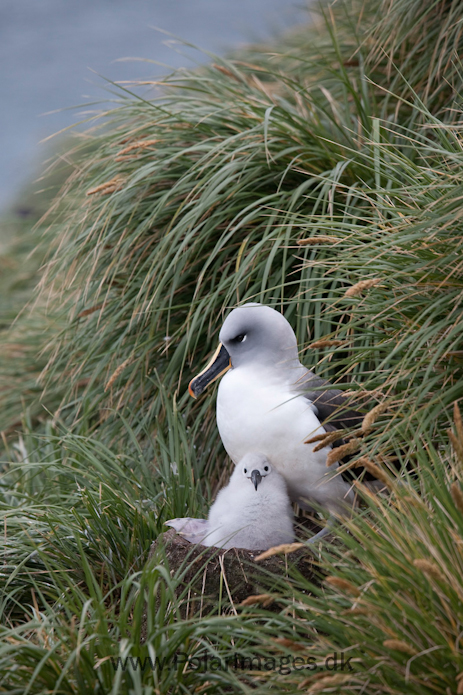 Grey-headed albatross, Elsehul, South Georgia_MG_3213
