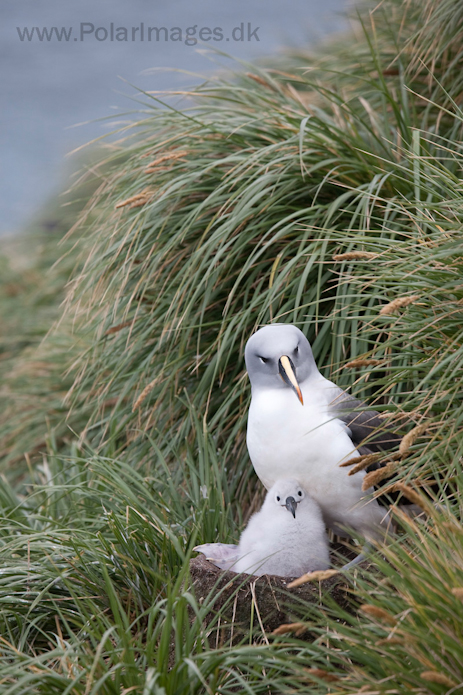 Grey-headed albatross, Elsehul, South Georgia_MG_3216