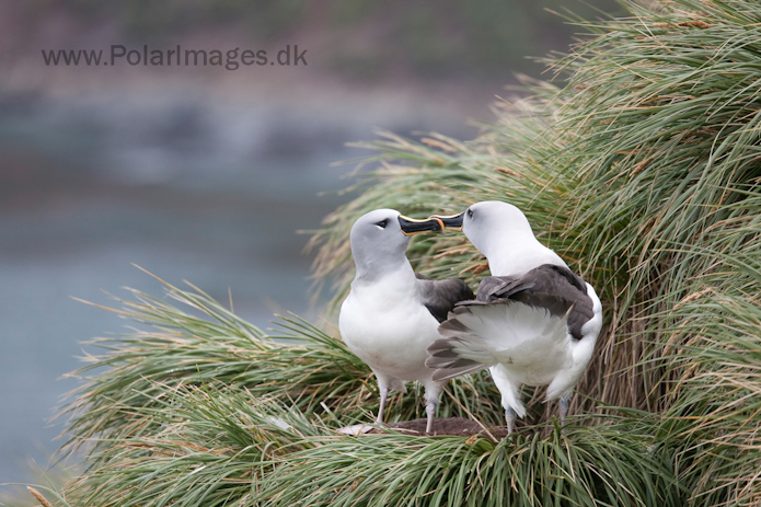 Grey-headed albatross, Elsehul, South Georgia_MG_3233