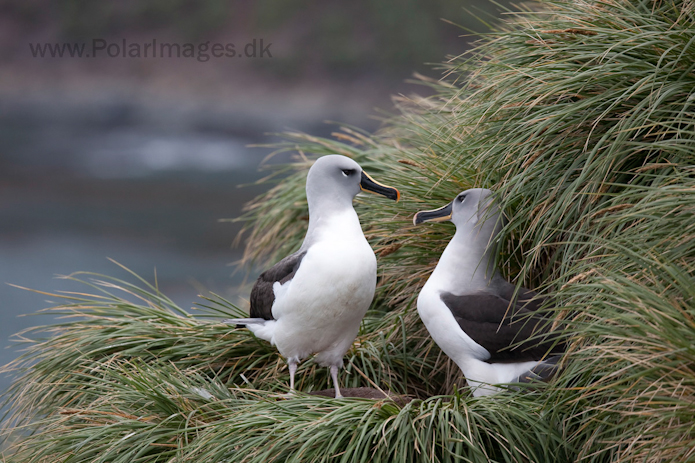 Grey-headed albatross, Elsehul, South Georgia_MG_3235