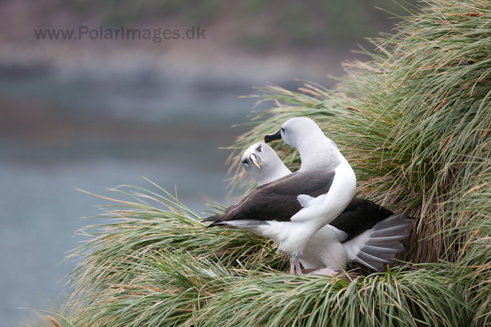 Grey-headed albatross, Elsehul, South Georgia_MG_3236