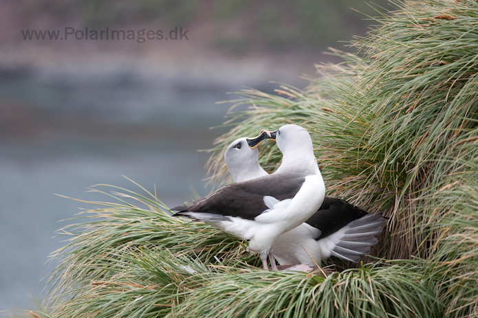 Grey-headed albatross, Elsehul, South Georgia_MG_3238
