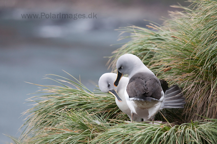 Grey-headed albatross, Elsehul, South Georgia_MG_3251