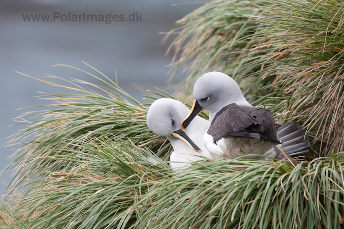 Grey-headed albatross, Elsehul, South Georgia_MG_3261