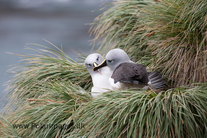 Grey-headed albatross, Elsehul, South Georgia_MG_3265