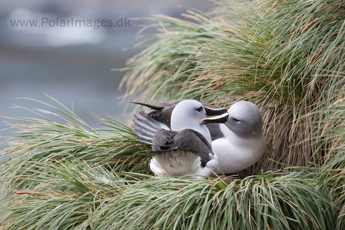 Grey-headed albatross, Elsehul, South Georgia_MG_3277
