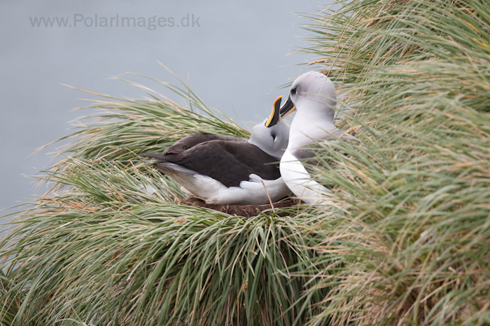 Grey-headed albatross, Elsehul, South Georgia_MG_3293
