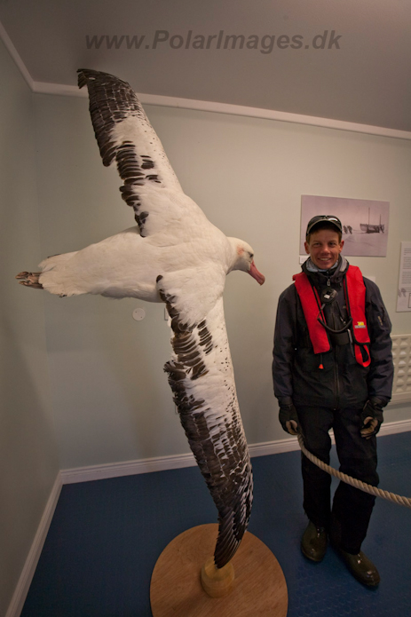 Wandering Albatross, Grytviken Museum, South Georgia_MG_1561