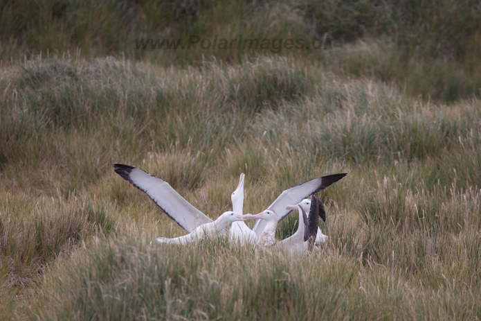Wandering Albatross, Prion Island, South Georgia_MG_1820