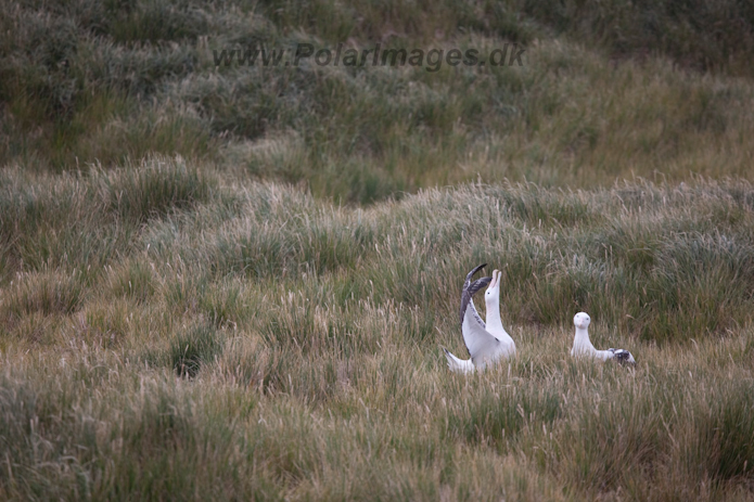 Wandering Albatross, Prion Island, South Georgia_MG_1834