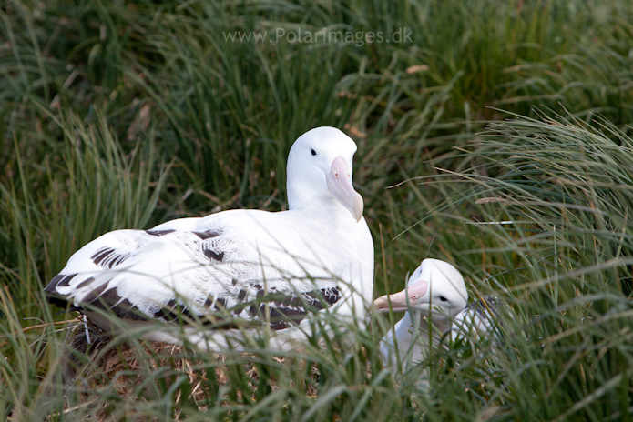 Wandering albatross, Prion Island_MG_3016