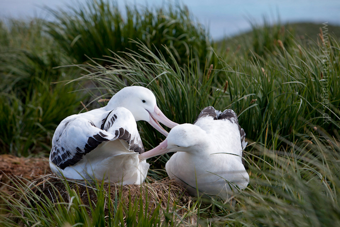 Wandering albatross, Prion Island_MG_3018