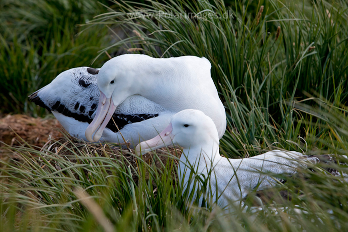 Wandering albatross, Prion Island_MG_3024