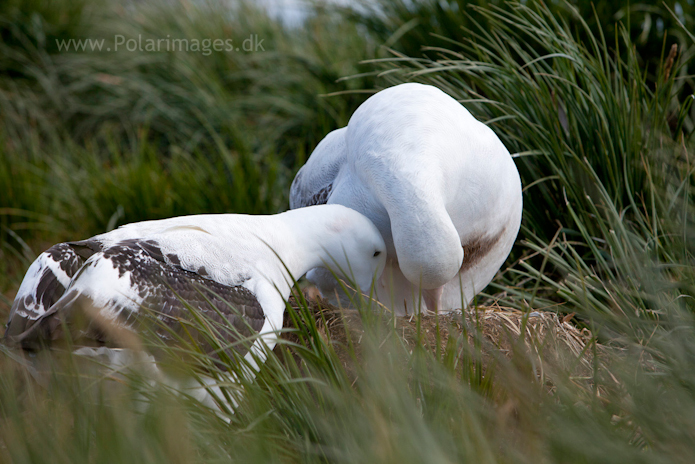 Wandering albatross, Prion Island_MG_3030