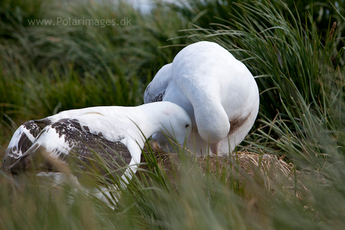 Wandering albatross, Prion Island_MG_3030