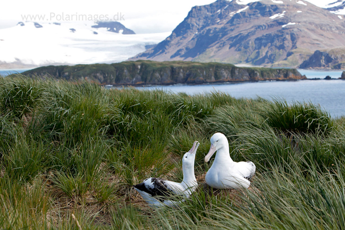 Wandering albatross, Prion Island_MG_3037