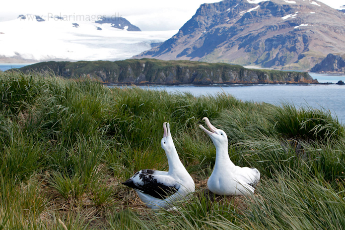 Wandering albatross, Prion Island_MG_3039
