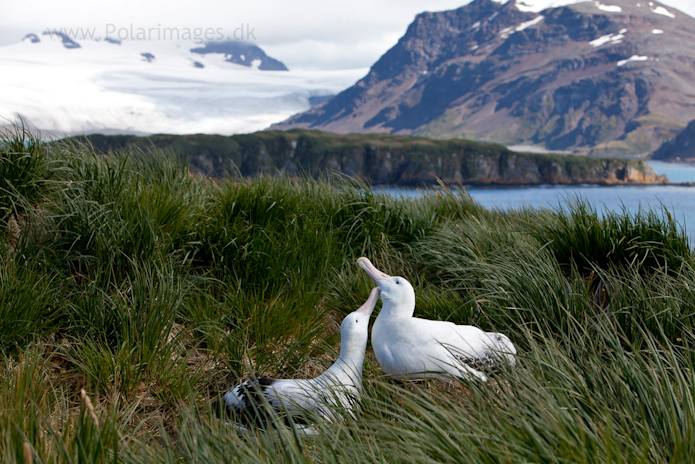 Wandering albatross, Prion Island_MG_3050