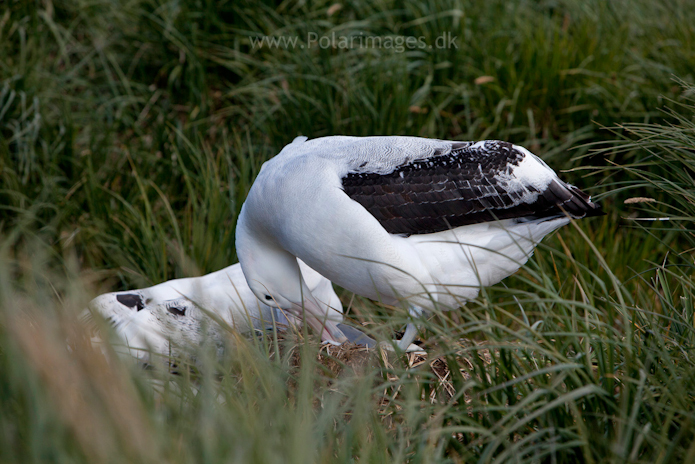 Wandering albatross, Prion Island_MG_3054