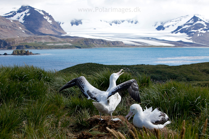 Wandering albatross, Prion Island_MG_3062