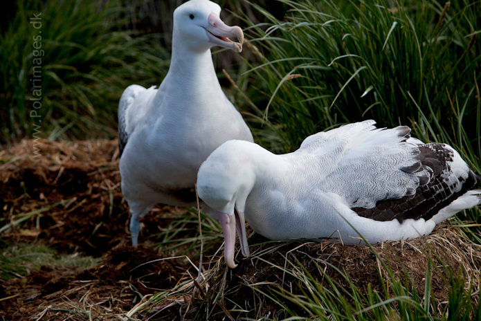 Wandering albatross, Prion Island_MG_3064