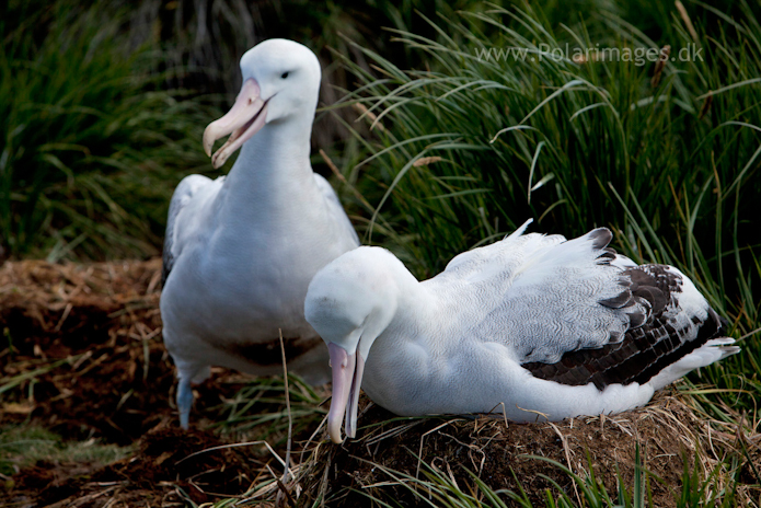 Wandering albatross, Prion Island_MG_3065