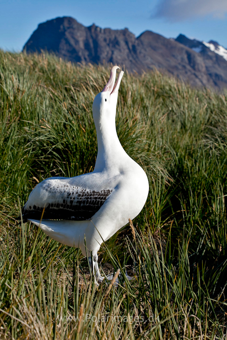 Wandering albatross, Prion Island_MG_3083