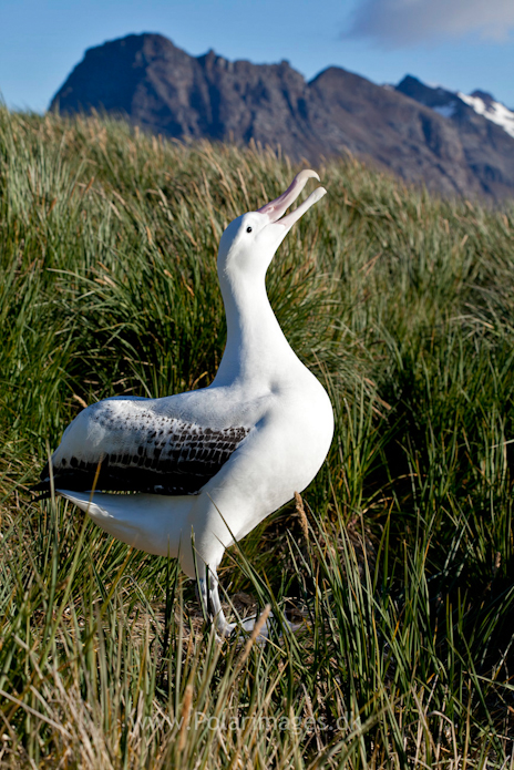 Wandering albatross, Prion Island_MG_3084