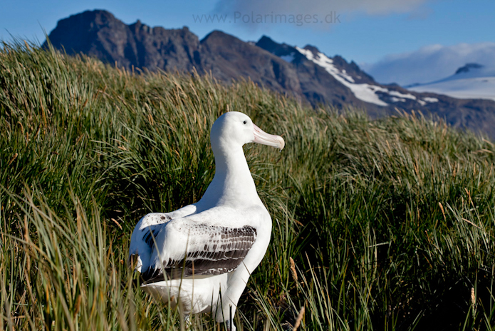 Wandering albatross, Prion Island_MG_3095