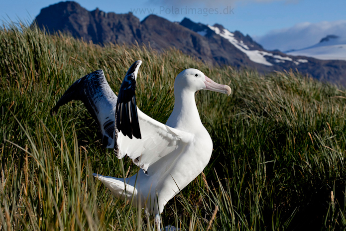 Wandering albatross, Prion Island_MG_3098