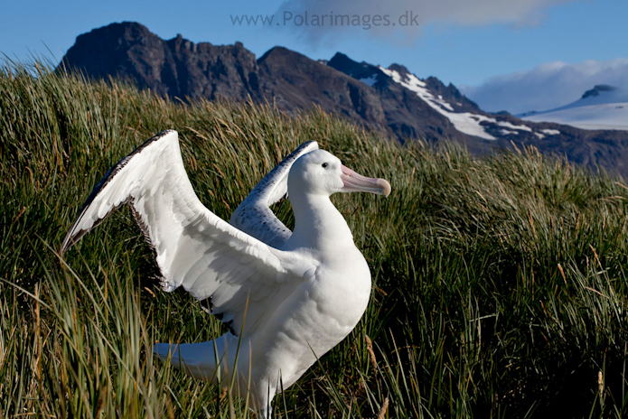 Wandering albatross, Prion Island_MG_3105