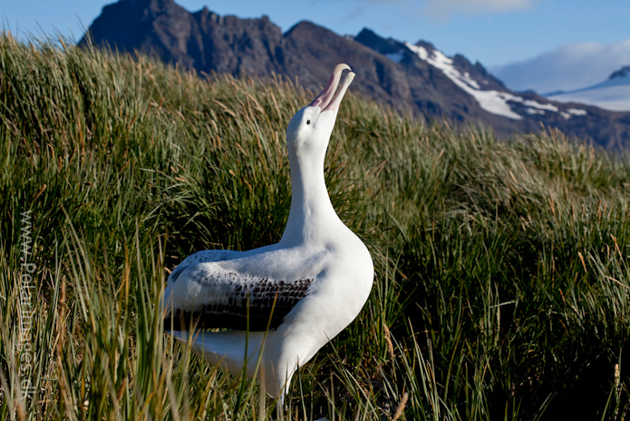 Wandering albatross, Prion Island_MG_3111