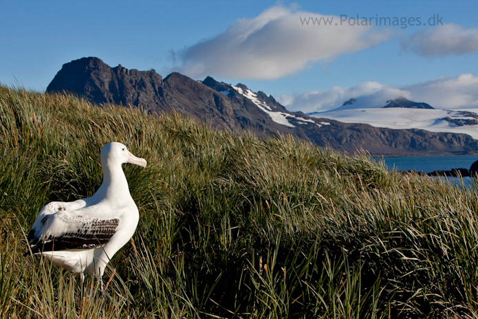 Wandering albatross, Prion Island_MG_3125