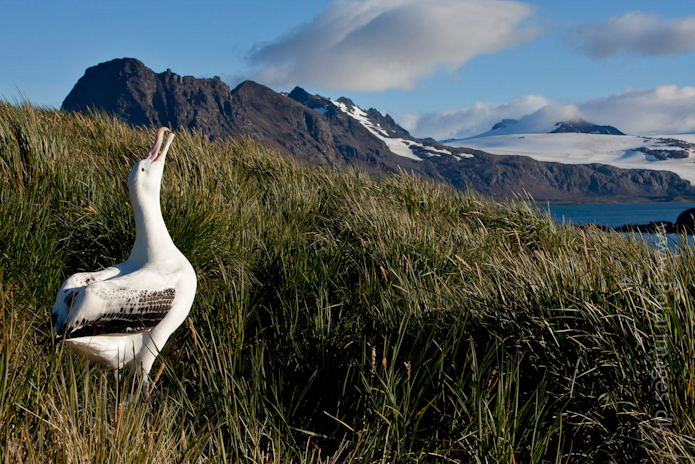 Wandering albatross, Prion Island_MG_3130