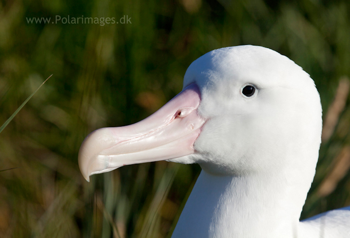 Wandering albatross, Prion Island_MG_3166