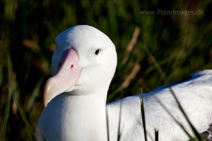 Wandering albatross, Prion Island_MG_3169