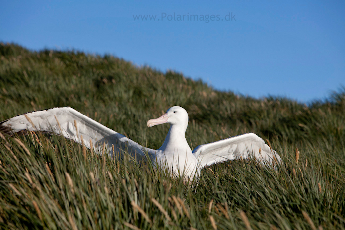 Wandering albatross, Prion Island_MG_3176
