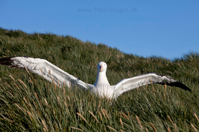 Wandering albatross, Prion Island_MG_3180