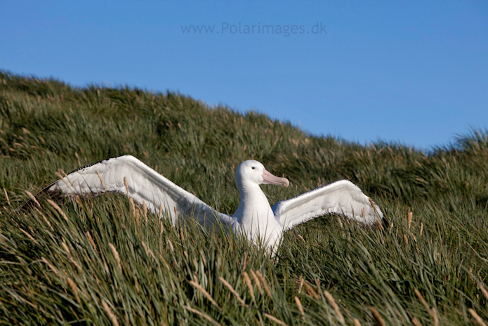 Wandering albatross, Prion Island_MG_3183