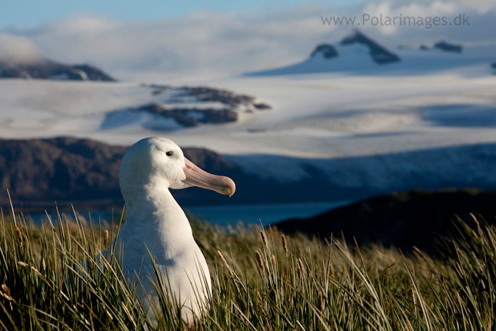 Wandering albatross, Prion Island_MG_3189