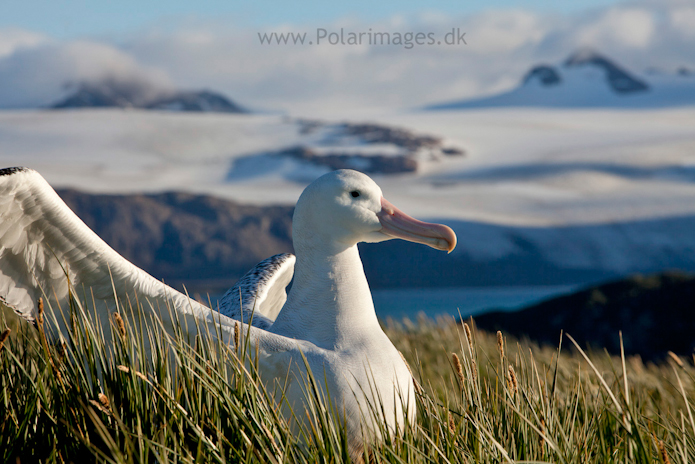 Wandering albatross, Prion Island_MG_3192