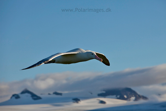 Wandering albatross, Prion Island_MG_3211